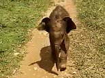 There you are, Mummy! Adorable moment elephant calf roars in delight as it is reunited with its mum