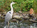 Now THAT’S a brush with death! Heron has lucky escape after three foxes eye it up for dinner 