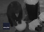 Gourd try! Hungry bear struggles to steal huge pumpkin off porch in comic doorbell camera footage