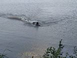 Swimmer is chased and bitten by an alligator in a Brazilian lake [Video]