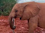 VIDEO: Orphaned elephant Lemeki enjoys drinking from a hosepipe