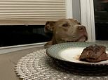 Dog passes the steak challenge and resists temptation to steal the meat [Video]