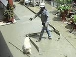 Naughty dog walks through wet cement as builders try to lay a patio in Thailand [Video]