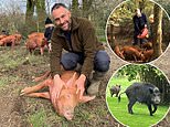 EDEN CONFIDENTIAL: Ben Goldsmith risks local anger with his amorous swine 