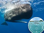 Humans could soon TALK to whales: AI is learning to decode clicking sounds made by the animals