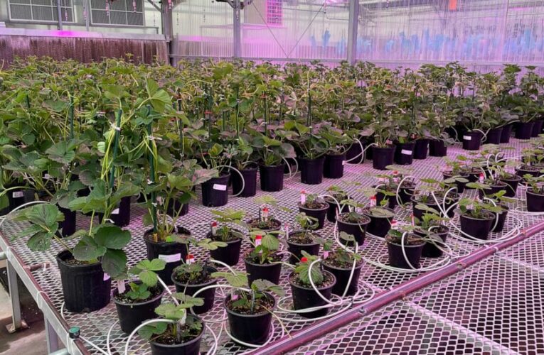 US companies announce plans for gene-edited strawberries
