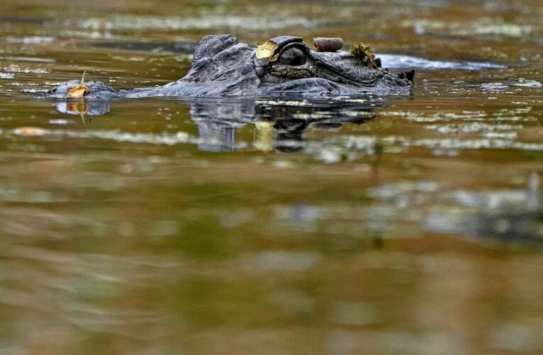 Louisiana gators thrive, so farmers’ return quota may drop