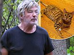 Hilaria and Alec Baldwin are seen frantically searching for their exotic looking Bengal cat
