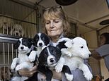 More than 170 puppies are handed to rescue charity in just one day 
