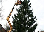 Festive fir planted in couple’s garden after Christmas 43 years ago is now 60ft tall 