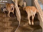 Cat pushes owner’s elderly dog DOWN THE STAIRS in viral video