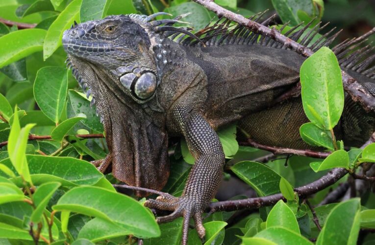 It’s so cold, forecasters predict ‘only in Florida’ weather calamity