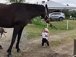Adorable moment little girl leads a horse around her family’s farm&nbsp;in Macclesfield Victoria