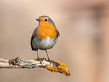 Robins are on a high in warm winter