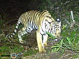 Scramble to save three-legged tiger being hunted by Thai poachers