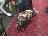 VIDEO: Ronnie the pig trots into a Durham Working Men’s club