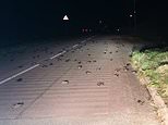 Mystery as 200 starlings drop dead from the sky onto road near Pembrokeshire village