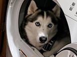 VIDEO: Manson the husky climbs into a tumble dryer