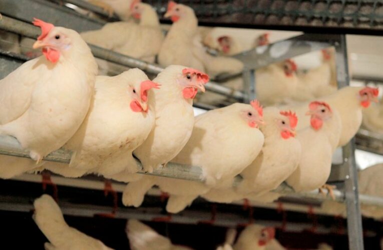 Cage-free chicken campaign scores surprising success