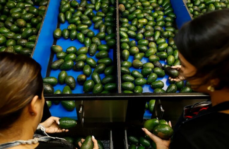 US paves way for resumption of Mexico avocado exports