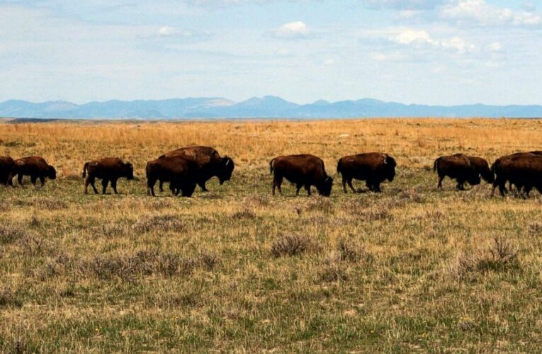 US approves bison grazing on Montana prairie amid criticism