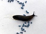 Slug pellets are outlawed from today… so gardeners are advised to kill them with BEER instead 