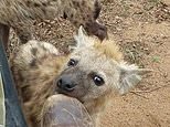 Moment inquisitive hyena cubs gnaw on guide’s boot as he sits on jeep in South Africa [Video]