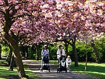 UK weather: Pink blossoms shown in Gateshead ahead of 64F bank holiday weekend, with rain on Sunday