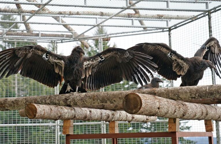 After a 100 year absence, California condors are released back into the Northern Redwoods