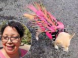 Video of a Chihuahua walking in a vest adorned with spikes and quills to ward off hawks goes viral