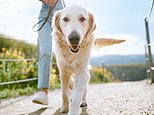 Health chiefs are now probing whether DOGS are to blame for mysterious hepatitis outbreak