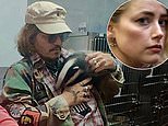 Johnny Depp cradles a badger as he makes surprise appearance at wildlife rescue in Kent