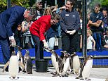Princess Anne feeds the penguins at Edinburgh Zoo during visit to Scotland
