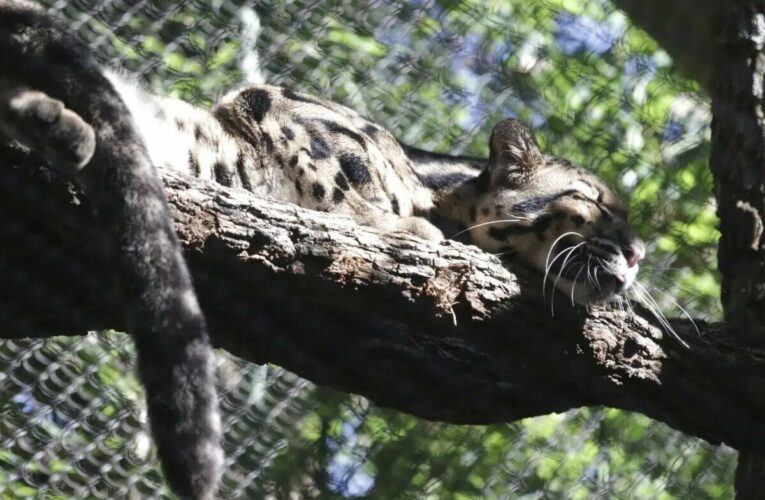 After Dallas Zoo leopard escape, cut found in monkey habitat