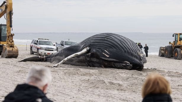 8th dead whale washes up on New York-New Jersey coastline