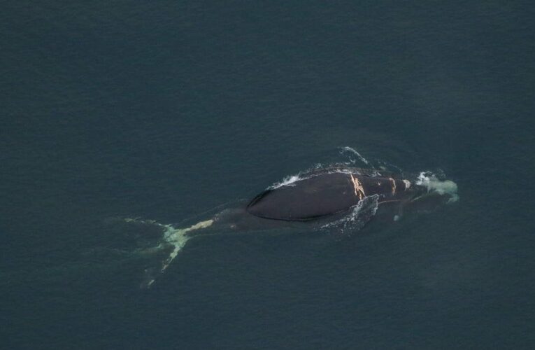 4-year-old whale of one of the world’s rarest species is “likely to die” after becoming heavily entangled, NOAA says – CBS News