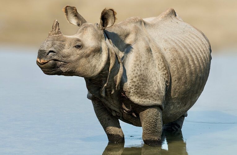 A Conservation Success As Zero Indian Rhinos Were Poached In 2022 Making It The First Time In 45 Years – World Animal News