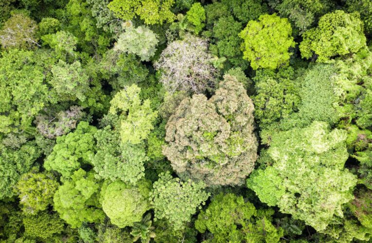 Honduras Loses 10% of its Forests in Just 11 Years