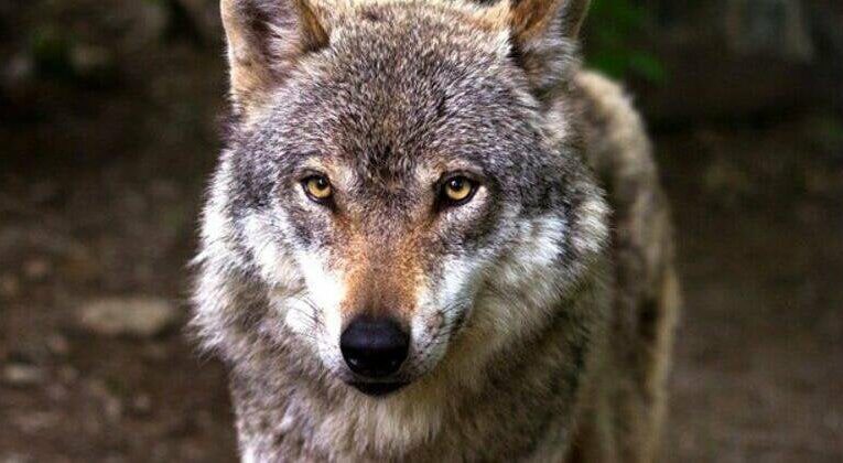 Reward up to $15,000 for information leading to grey wolf OR103 poacher