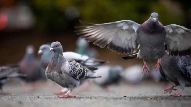 Second pigeon wearing homemade smuggling backpack found inside B.C. prison