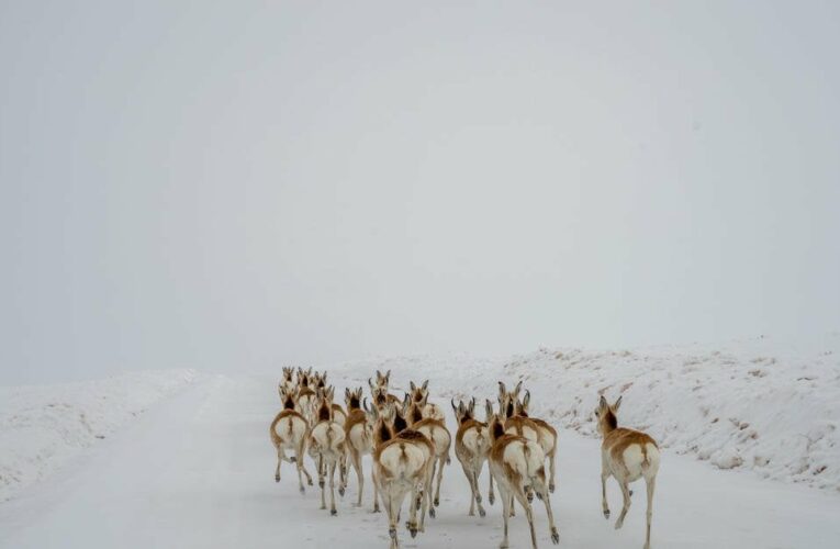 Colorado wildlife are starving to death after massive snow season and now hunting licenses could be restricted